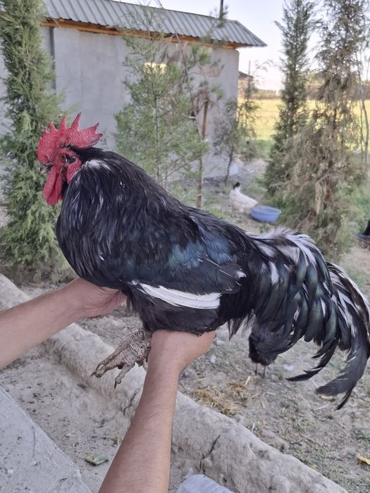 Домашний Кора шахзода Хуроз сотилади. Соглом.