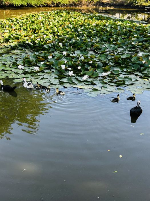 CLADIRE DE inchiriat 11 camere .