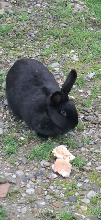 Кролики  кролик қоян ұрғашы