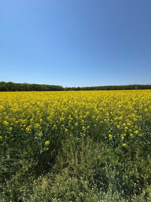 Teren intravilan 13.500mp Dascalu Padure Runcu