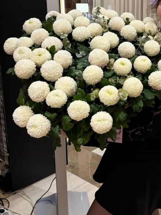 Белые помпонные хризантемы