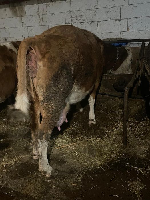 Vând vaca balatata românească