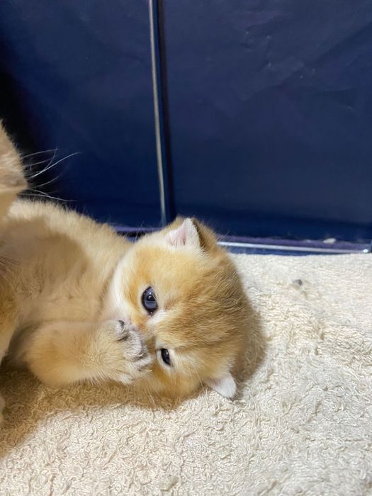 Продаю британских котят, качества люкс.