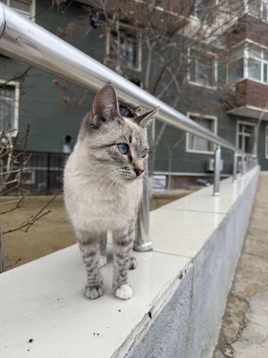 Кошечка в добрые руки!