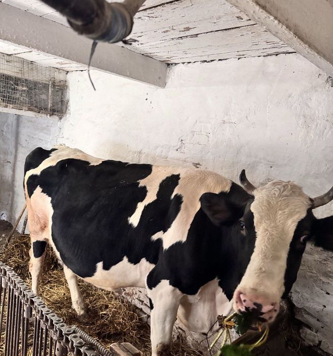 Продажа молочную корову
