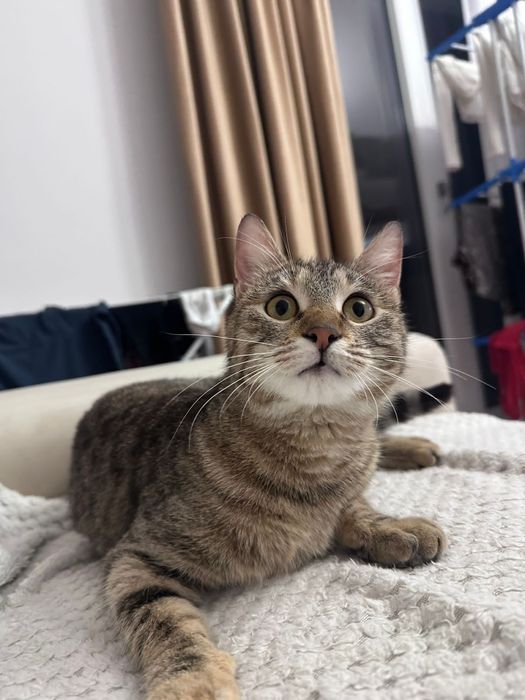 Pisica Sparkles o să-ți intre instant în suflet. Adopt-o!