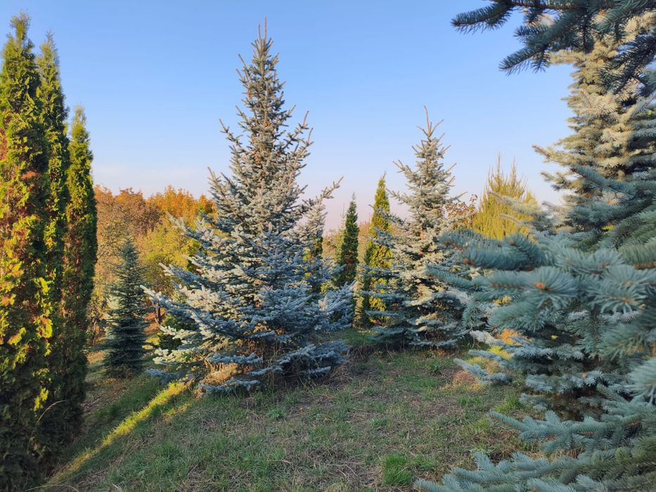Пихта,сербская ель ,голубая ель