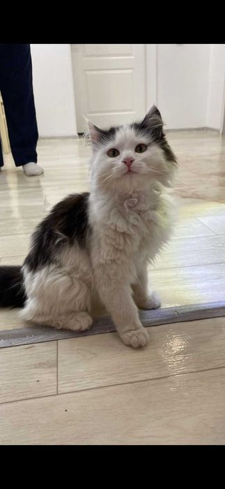 Котёнок 5 месяцев