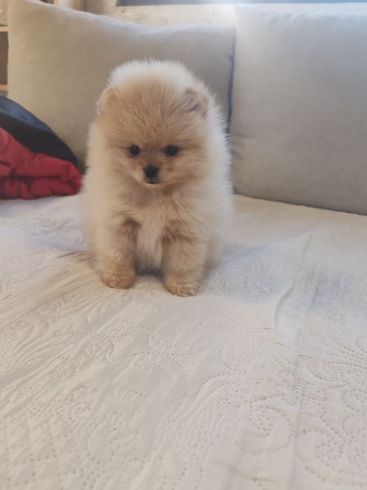 Померан мини женско