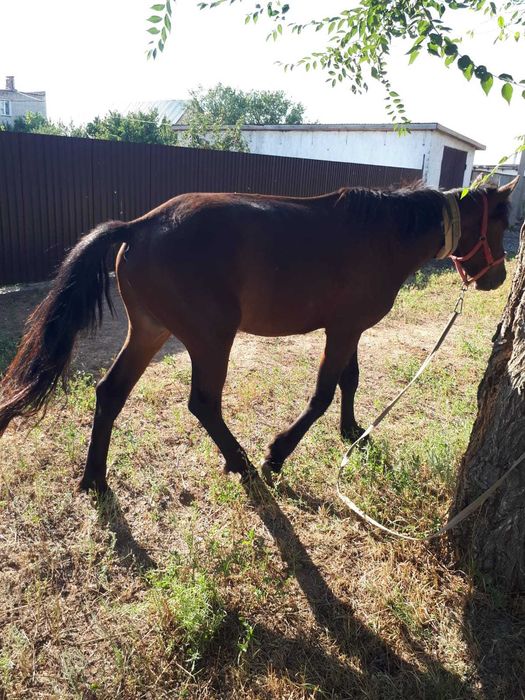 Сатылымда тұқымдыққа жабы-қарабайыр тұқымы құнан