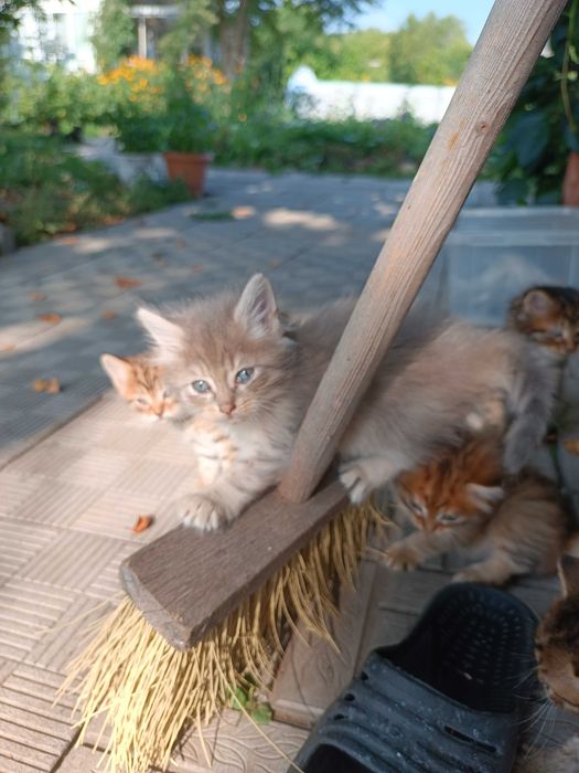Отдам котят в добрые руки!