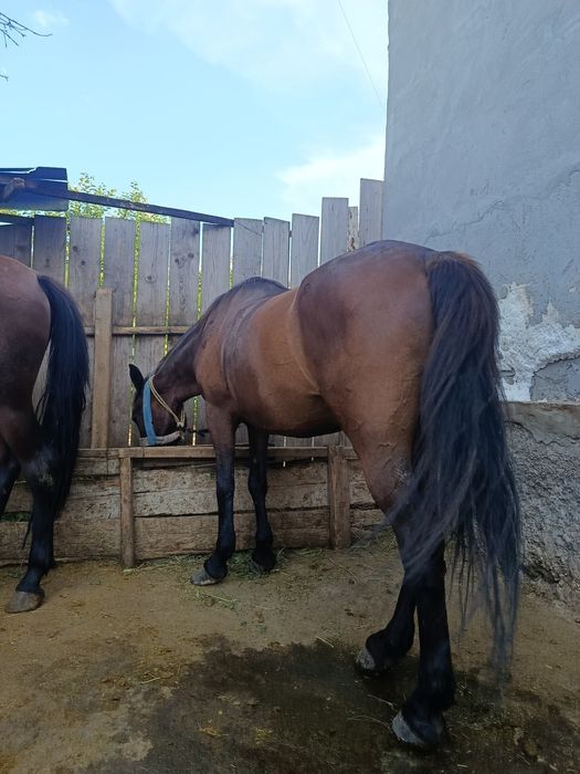 Mânză și iapă de vânzare