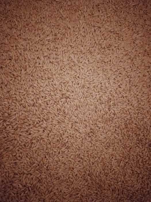 Vand orzoaica de primavara de samanta                    .