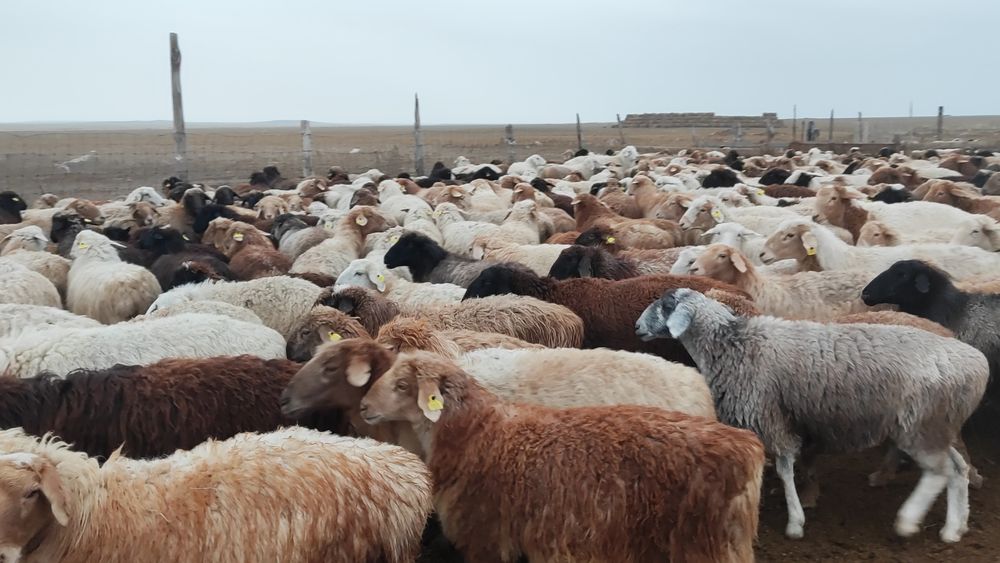 Продам бараны кой овцы токты саулык