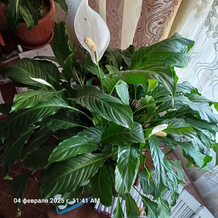 Растение Спатифиллум