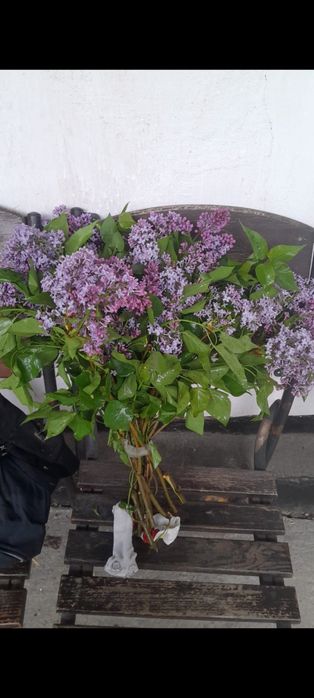 Сирень оптом и букеты