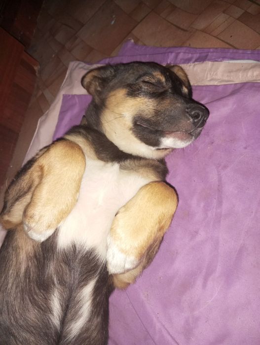 Отдам щенка в хорошие руки