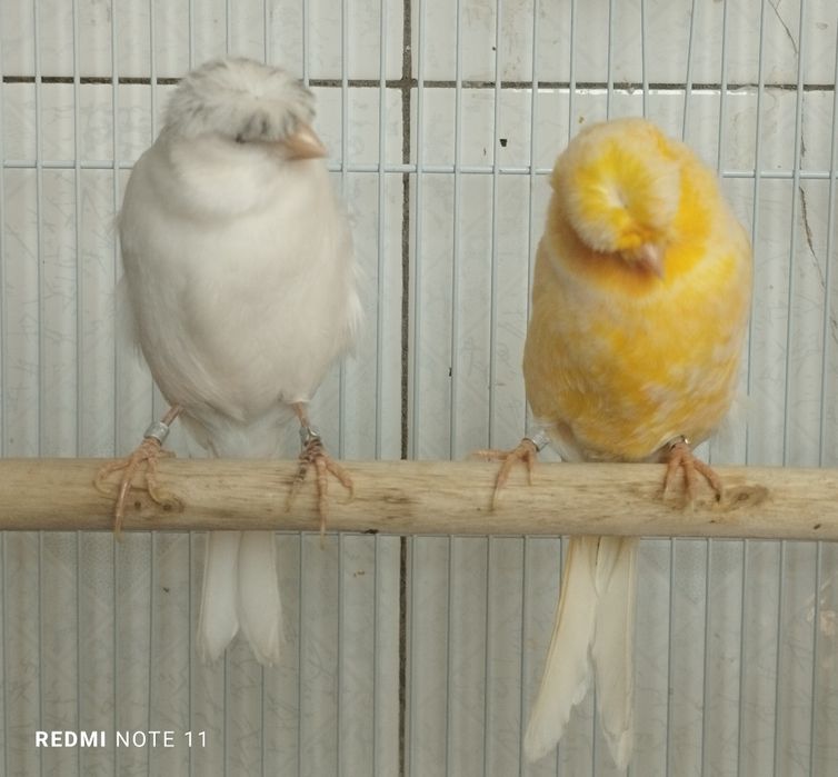 Канарейка. Молодойлани. Красная дерева. Сотилади. Манзил. Тошкент