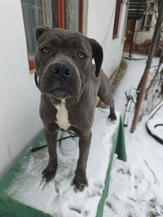 Femela Cane Corso blue