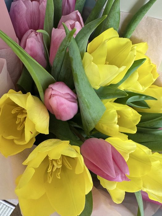 Продам свежие букет тюльпанов