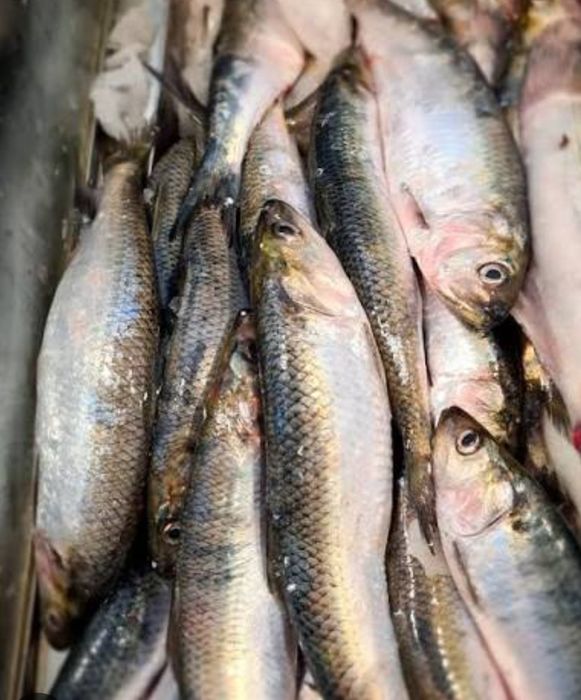 Scrumbie proaspătă de Dunăre Borcea jud Călărași