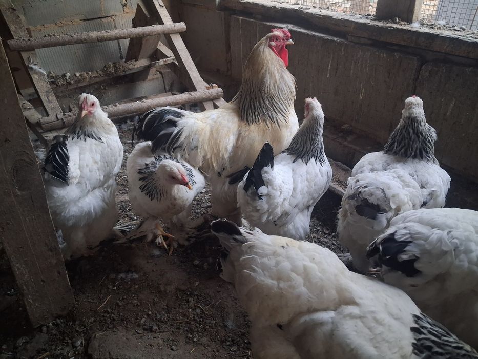 Продам петуха Брама