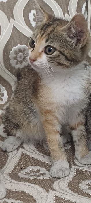 Отдам котёнка бесплатно