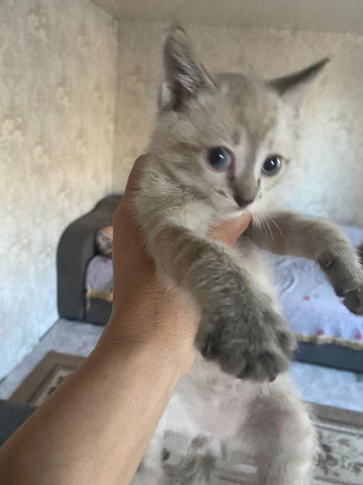 Отдам красивых котят