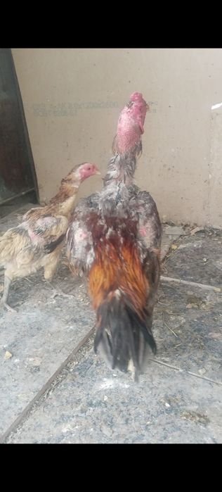 Салам алейкум дакан на продаже