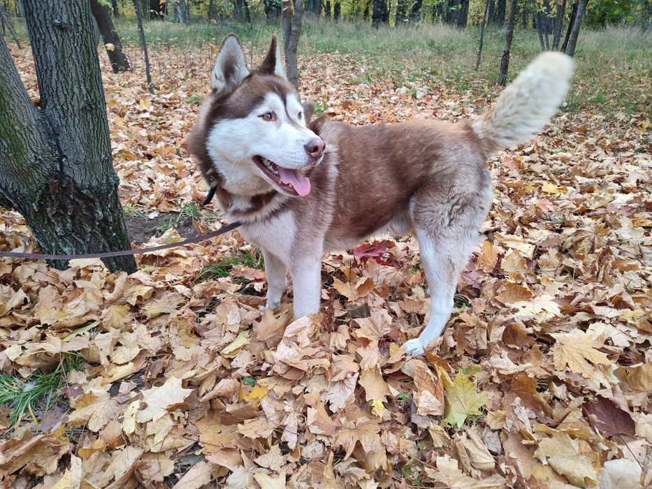 Хаски на вязку, кобель
