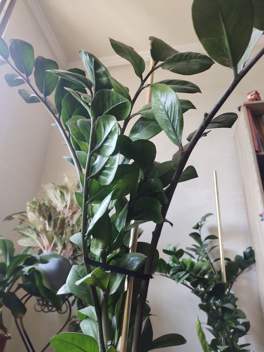 Долларовое дерево.