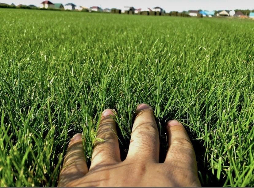 Газон-автополив озиление