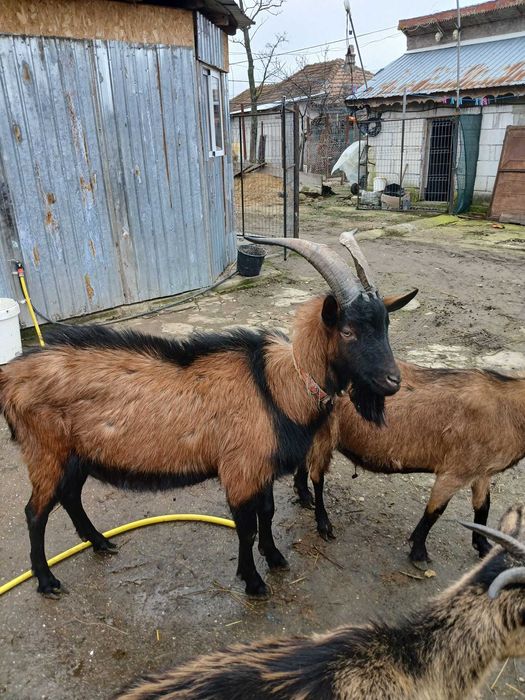 Vând țap alpin francez