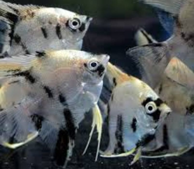 Рыбки для акварюма