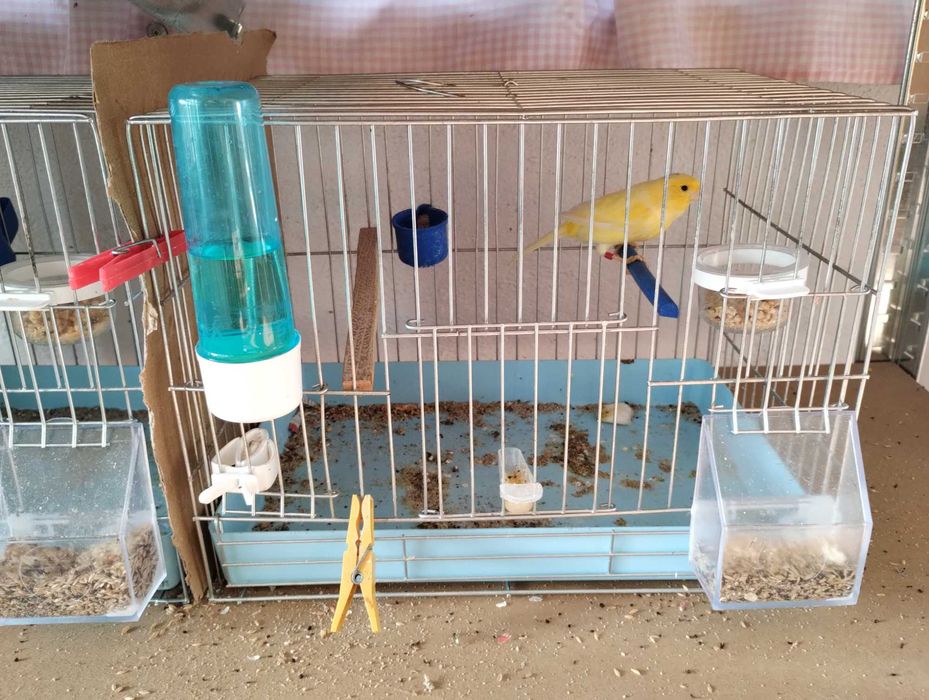 Млади мъжки и женски канари Малиноа