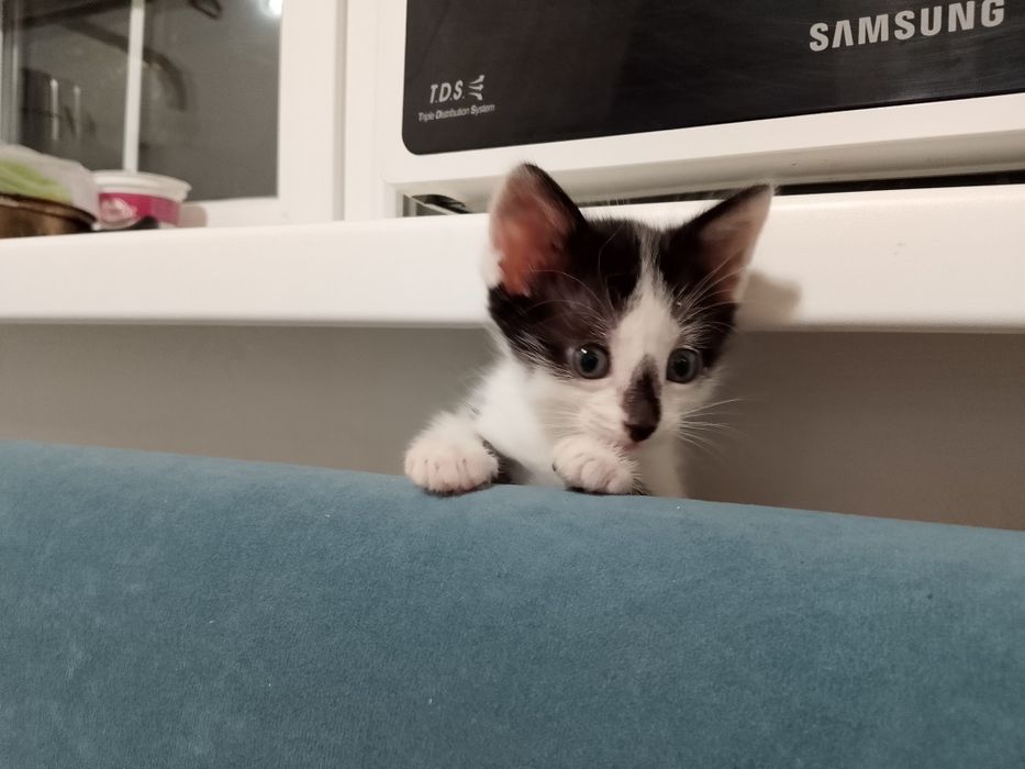 Котята ищут дом!!