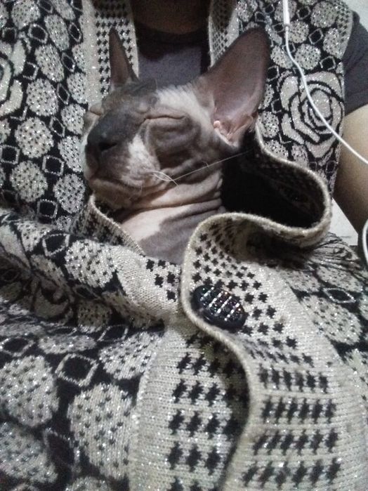 Вязка кот сфинкс