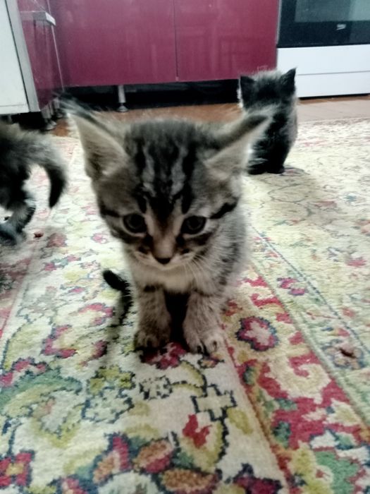 Отдам  милых котят