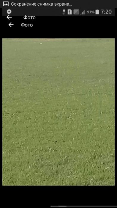 Чим ( газон ) ажирик