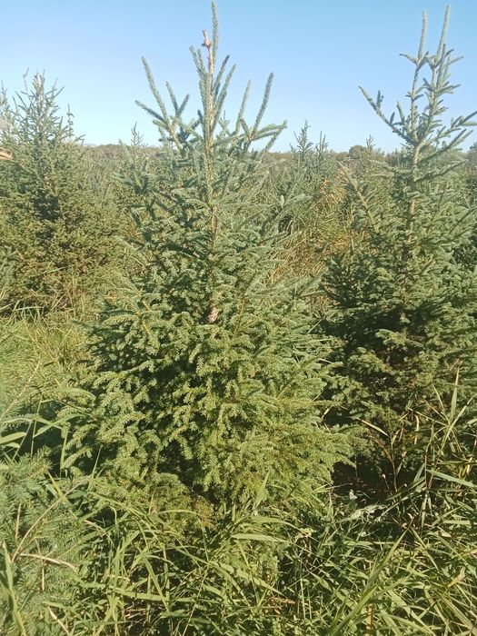 Ёлки европейские