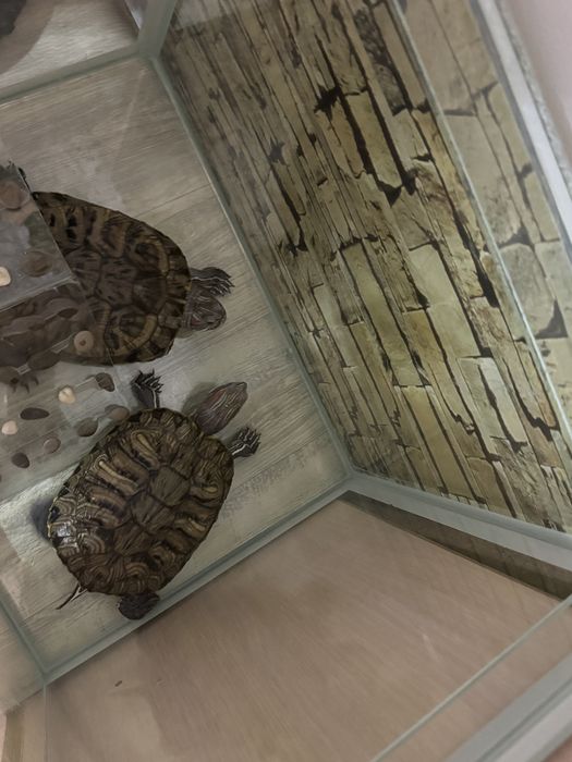 Черееашки красноухие