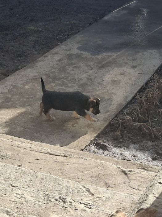 Ченки  Немецкого овчарки!