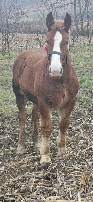 Vând manz de 7 luni !!!