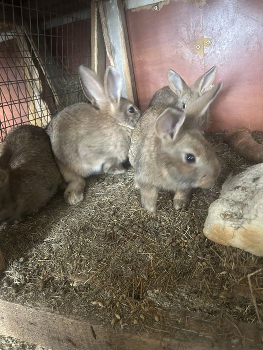 Продам кроликов 5000
