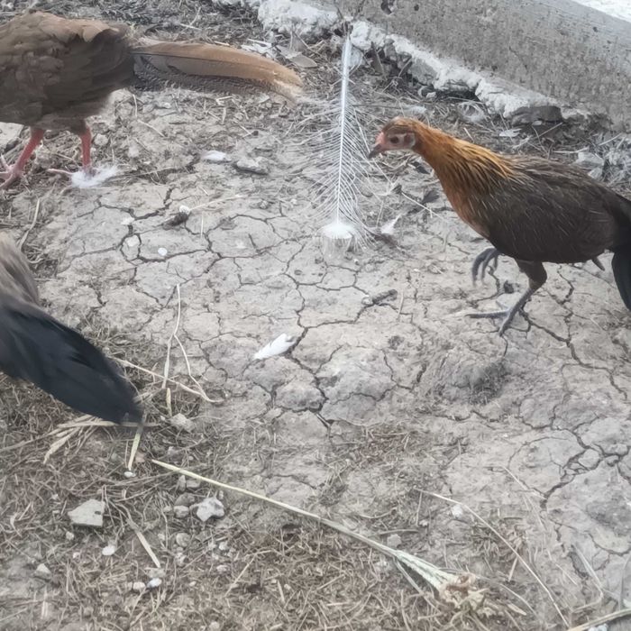 Gaini phoenix 2026