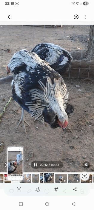 Ouă de incubat, Araucana argintiu, Marans negru arămiu si Australorp