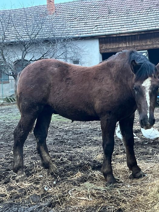 Manz de vanzare Igriș