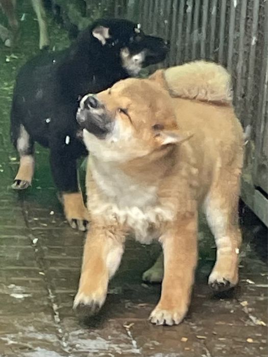 Японские сиба ину