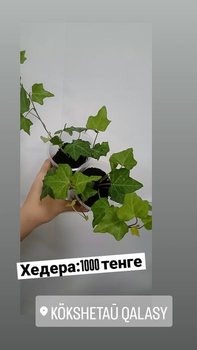 Хедера:1000 тенге