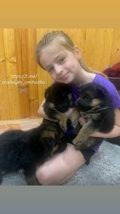 Щенки немецкой овчарки Шоу. Находятся в Уральске